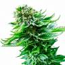 Auto Magik feminised GanjaVIP Seeds