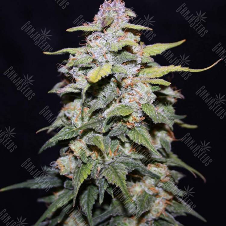 Blue Cheese feminised Dinafem Seeds