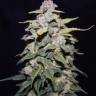 Blue Cheese feminised Dinafem Seeds