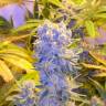 семена конопли в интернете Auto CBD Northern Lights feminised Ganja Seeds