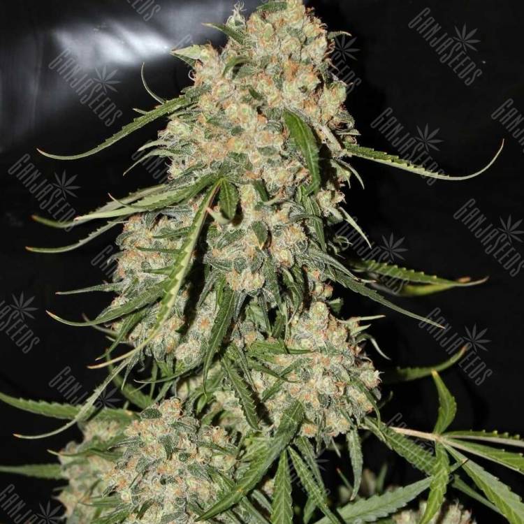 Auto Speed Devil regular Ganja Seeds