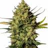 Auto Speed Devil regular Ganja Seeds