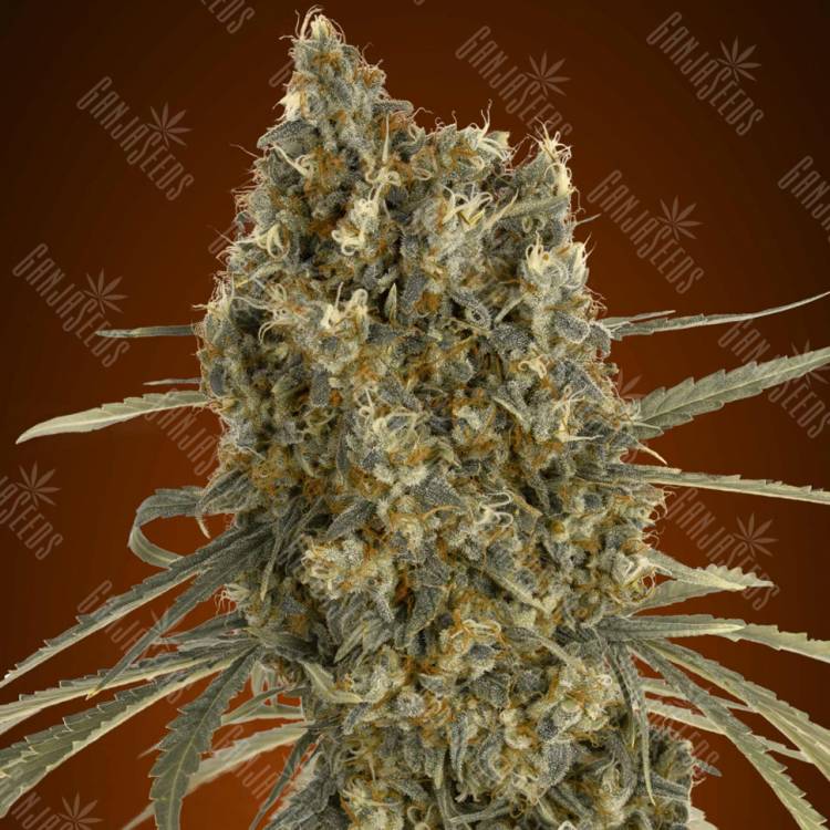 семена конопли наложенным платежом Auto Jack Herer feminised Advanced Seeds