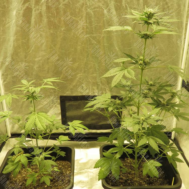 семена конопли марихуаны Auto Haze feminised Dinafem Seeds