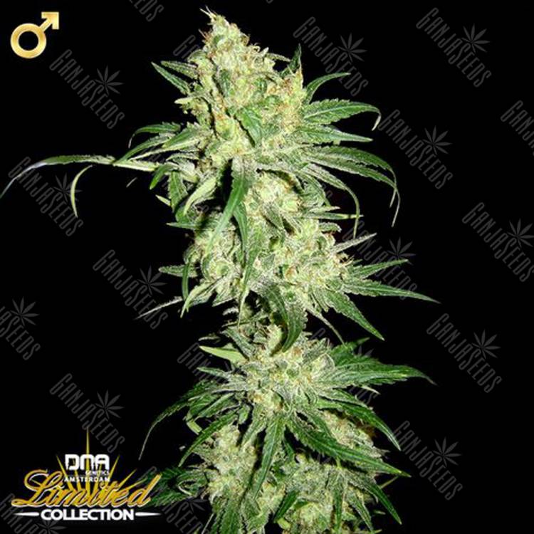 семена конопли элитных сортов HitMan OG regular DNA Genetics