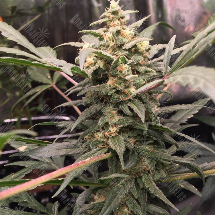 семена конопли Россия Auto Green Crack feminised Fast Buds