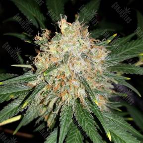 Bubblelicious feminised Nirvana Seeds