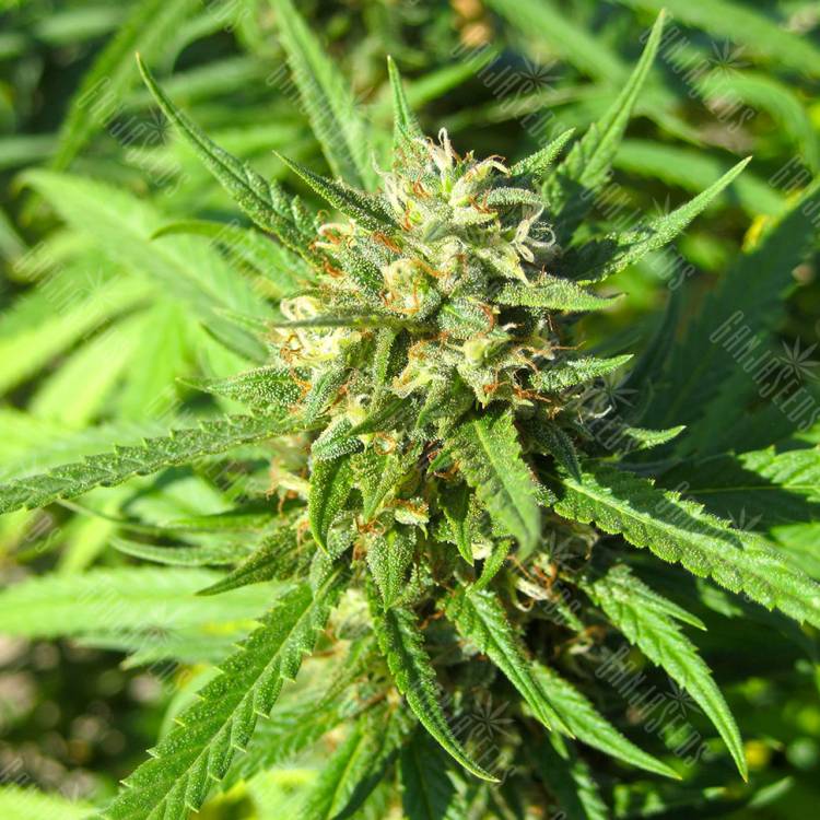 семена конопли феминизированные San Fernando Lemon Kush feminised Sweet Seeds