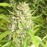 семена конопли недорого San Fernando Lemon Kush feminised Sweet Seeds