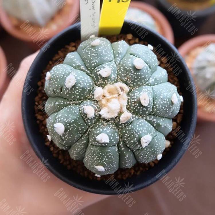 Семена кактуса Astrophytum senile hybrid thailand