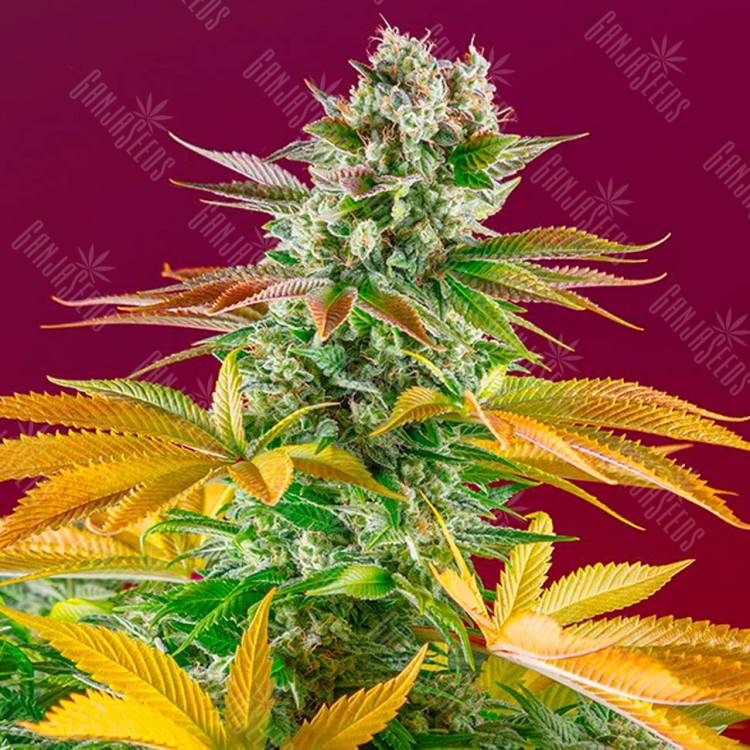 Семена марихуаны в России Gorilla Girl feminised GanjaLiveSeeds