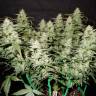 нужны семена конопли Auto Gorilla Glue CBD feminised Ganja Seeds