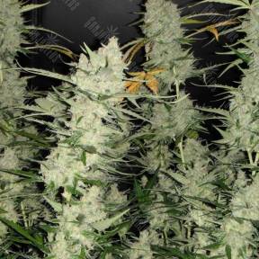 Auto Super Mazar feminised Ganja Seeds