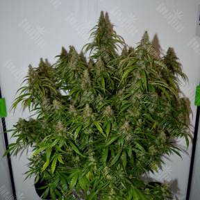 Auto Namor feminised GanjaVIP Seeds