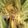 Blue Hash feminised Dinafem Seeds Blue Hash feminised Dinafem Seeds