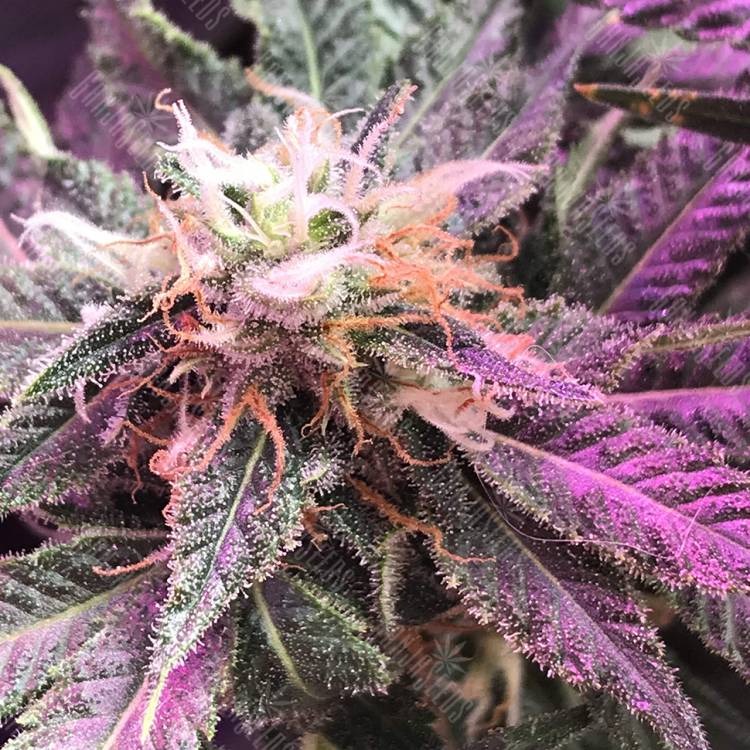 Blue Hash feminised Dinafem Seeds Blue Hash feminised Dinafem Seeds