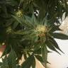 Blue Hash feminised Dinafem Seeds Blue Hash feminised Dinafem Seeds