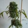 мощные семена конопли Kali Mist regular Ganja Seeds мощные семена конопли Kali Mist regular Ganja Seeds