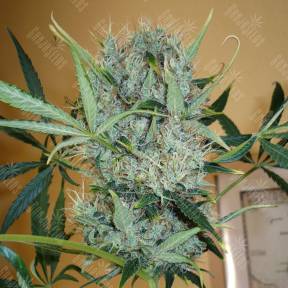 Kali Mist regular Ganja Seeds