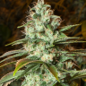 Auto Speedy Gonzales regular Ganja Seeds