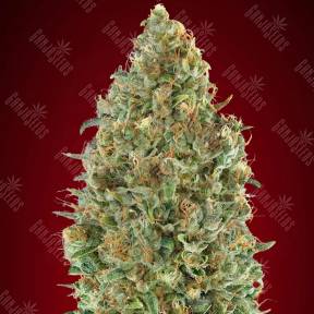 Auto Kaya 47 feminised Advanced Seeds