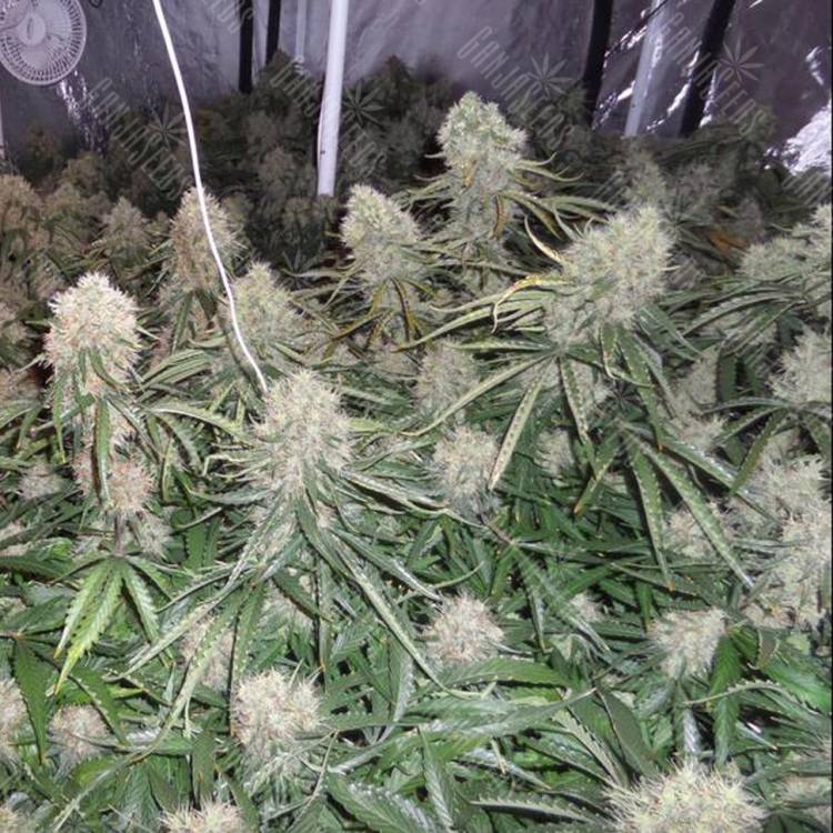 заказать качественные семена конопли Auto Moby Dick XXL feminised Dinafem Seeds