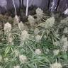 заказать качественные семена конопли Auto Moby Dick XXL feminised Dinafem Seeds