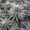 купить семена конопли Sugar Breath feminised Humboldt Seeds купить семена конопли Sugar Breath feminised Humboldt Seeds