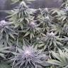 семена конопли Россия Sugar Breath feminised Humboldt Seeds семена конопли Россия Sugar Breath feminised Humboldt Seeds