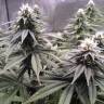 заказ семян конопли Спб Sugar Breath feminised Humboldt Seeds заказ семян конопли Спб Sugar Breath feminised Humboldt Seeds