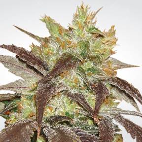 Spoetnik#1 feminised Paradise Seeds