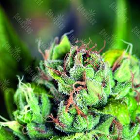 Tahoe Cure feminised Pyramid Seeds