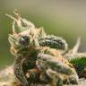 семена конопли феминизированные Honey Cream (Fast Flowering) feminised Royal Queen семена конопли феминизированные Honey Cream (Fast Flowering) feminised Royal Queen