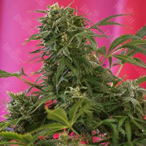 Snow Fruit feminised Sweet Seeds