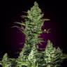 Auto Think Big feminised Ganja Seeds