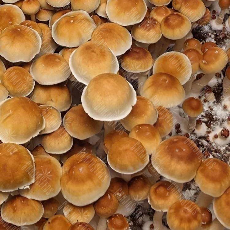 купить споры псилоцибиновых грибов DC3m (Mexican Dutch King)