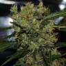 семена конопли дешево 2046 feminised