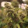 семена конопли элитных сортов 2046 feminised