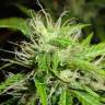 семена конопли аутдор 2046 feminised