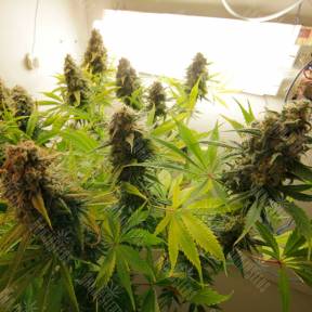 Auto AK feminised Ganja Seeds