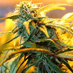 Green-O-Matic feminised Ganja Seeds