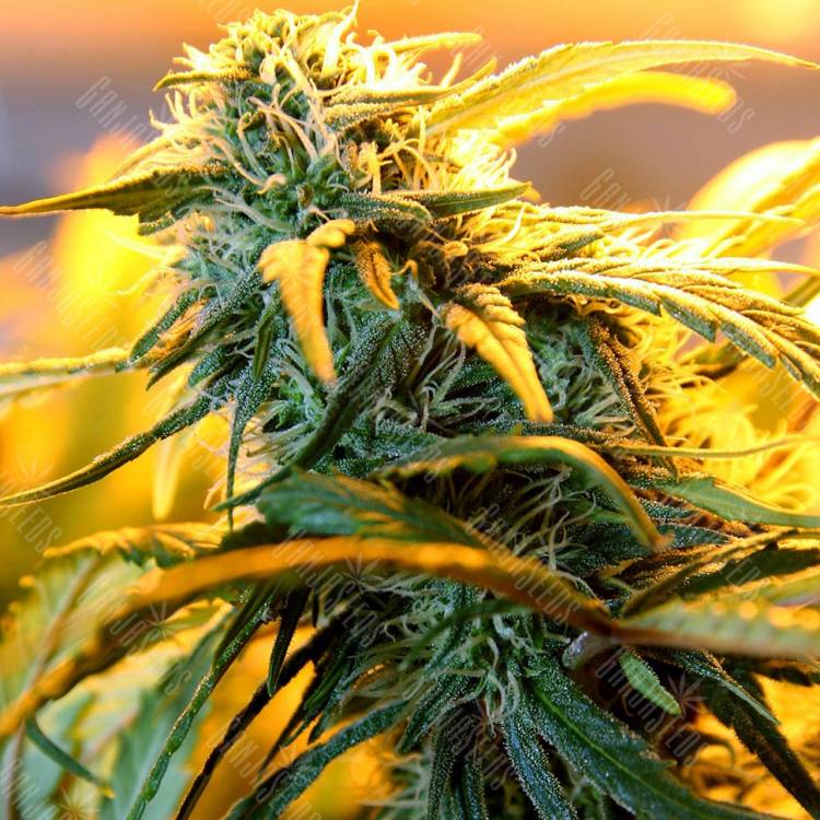 Green-O-Matic feminised Ganja Seeds