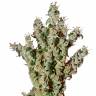 семена конопли дешево NL5 Haze Mist feminised Green House Seeds