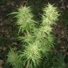 Pamir Gold feminised Dutch Passion Seeds