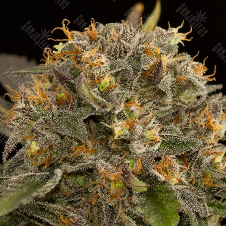 Blue Kush feminised Dinafem Seeds
