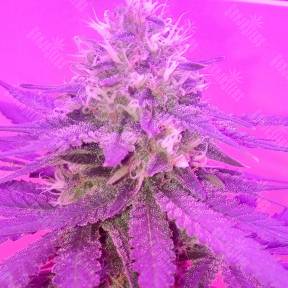 Kings Kush regular Ganja Seeds