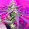 семена конопли марихуаны Kings Kush regular Ganja Seeds