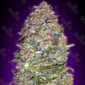 Auto NYC Diesel feminised Advanced Seeds