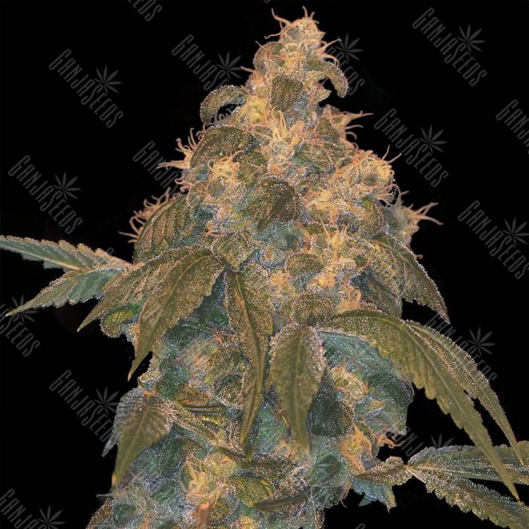 семена конопли в интернете Super Lemon OG regular DNA Genetics