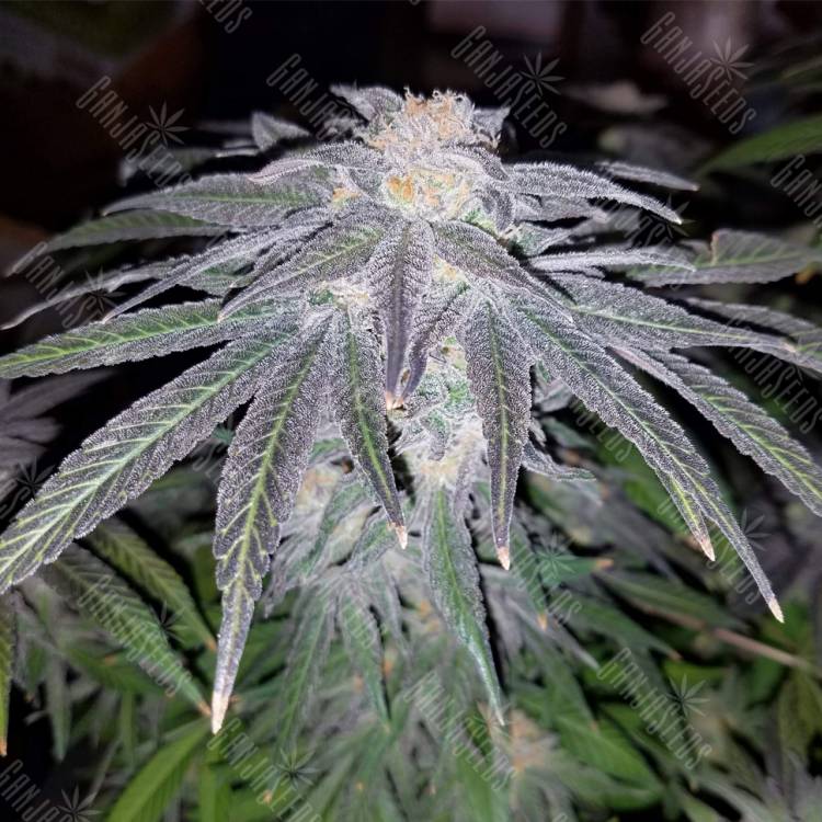 семена конопли 707 Truthband by Emerald Mountain feminised Humboldt Seeds